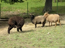 MiniZOO