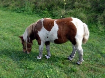 MiniZOO