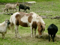 minizoo