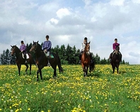 Reiten