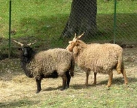 miniZOO
