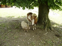 miniZOO