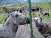 miniZOO
